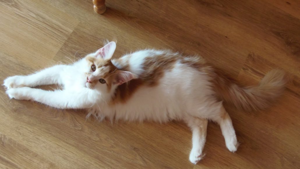 OLYMPUS DIGITAL CAMERA