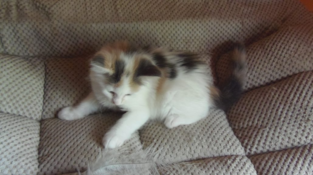 OLYMPUS DIGITAL CAMERA